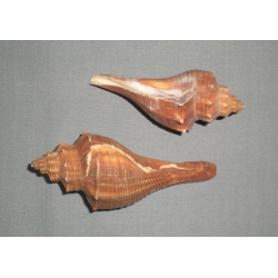 Brown Fosus Shells 2.5" (12)